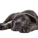 Pet grey dog sleeping